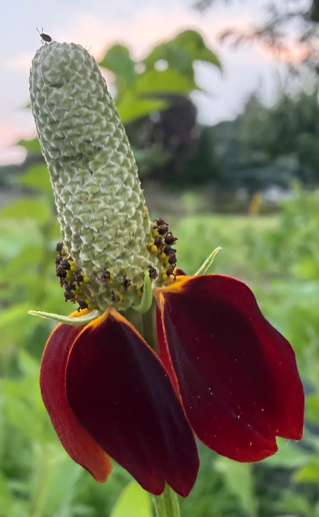 Red Petal Bloom
