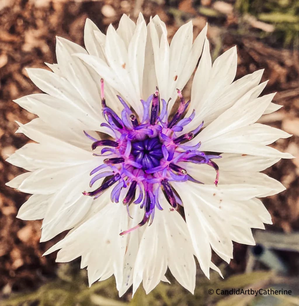 White Flower Bloom
