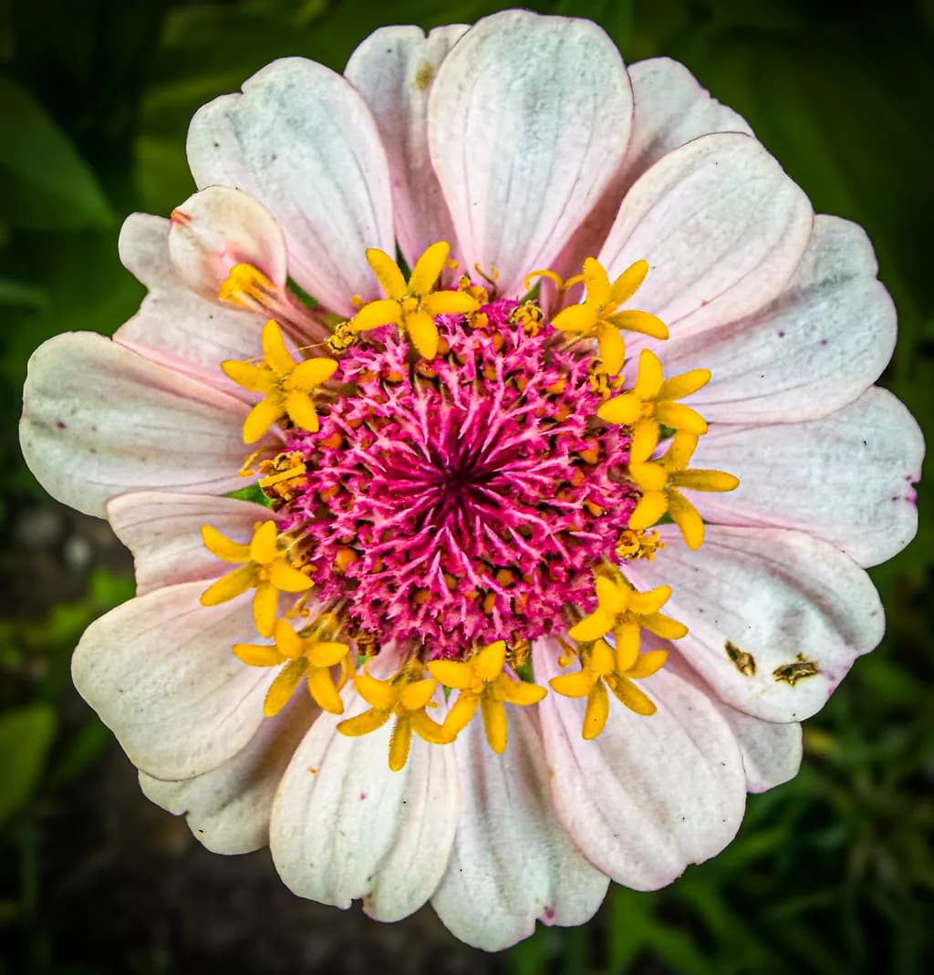 Starburst Flower