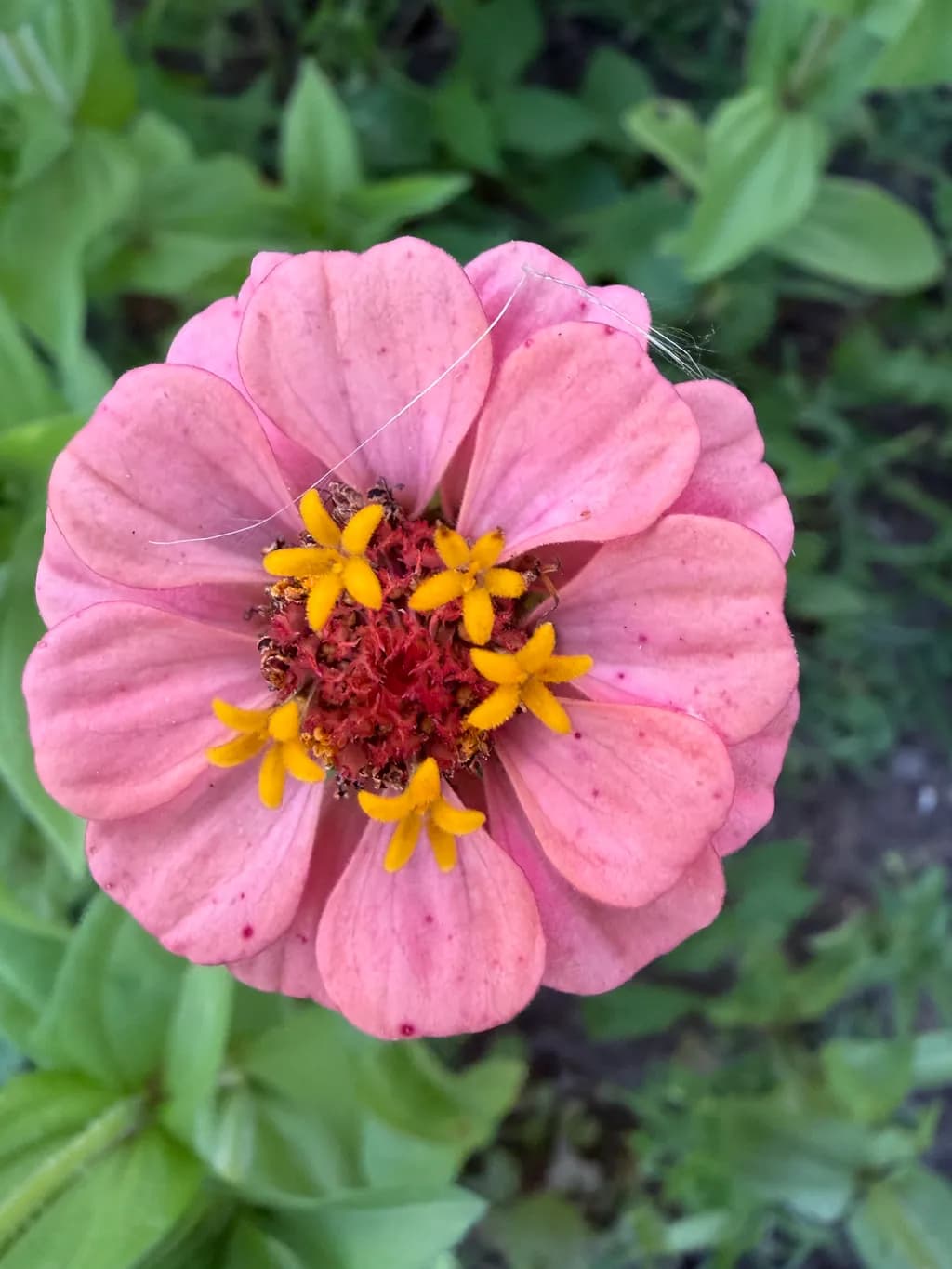 Pink Flower Close-Up