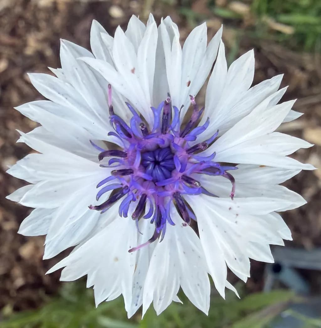 White Cornflower Bloom
