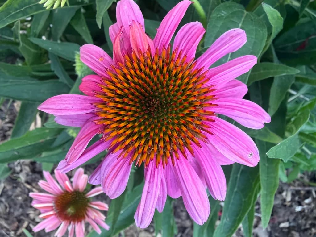 Coneflower Bloom