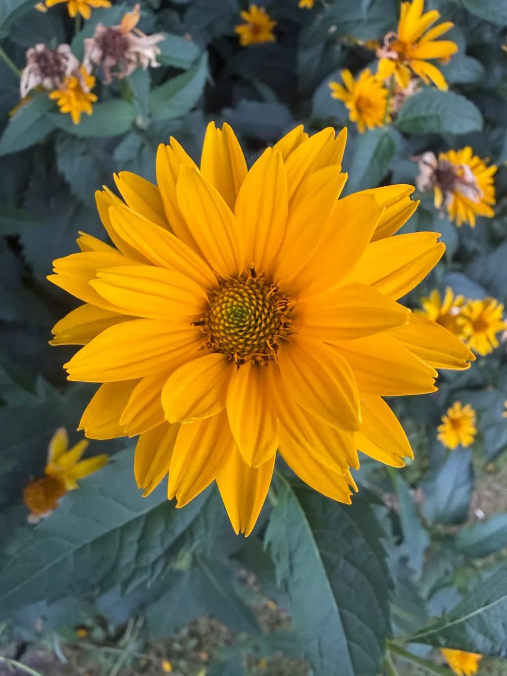Yellow Daisy Bloom