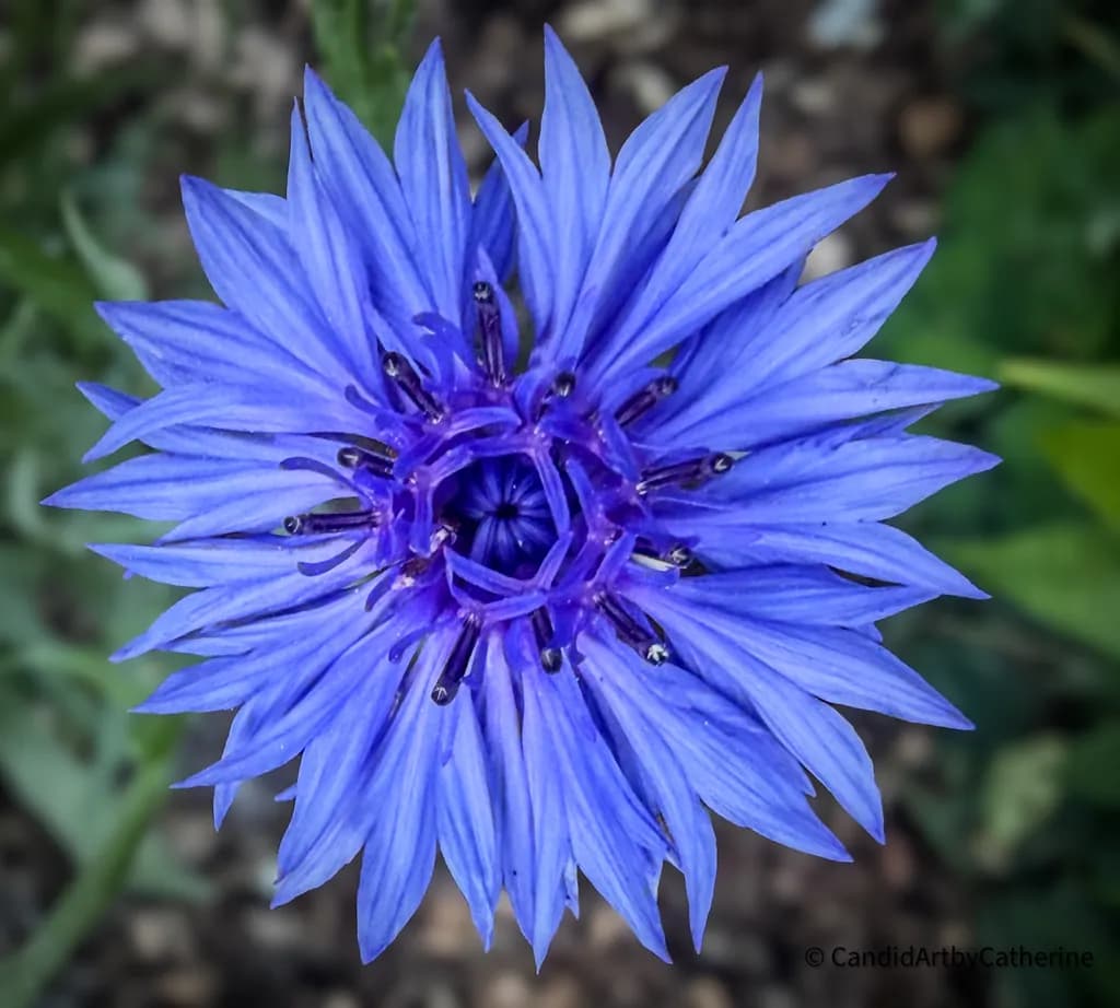 Blue Cornflower Bloom