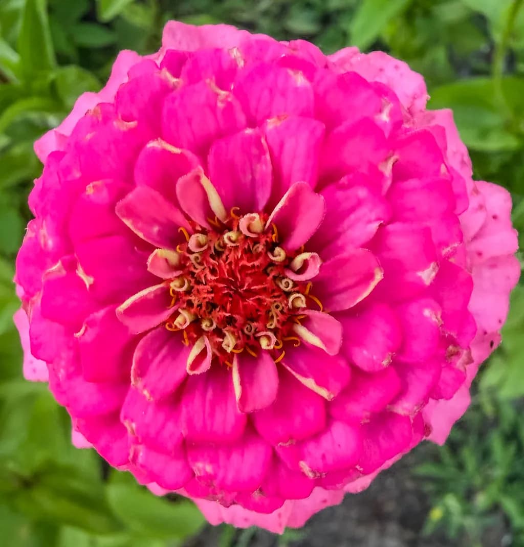 Pink Zinnia Bloom