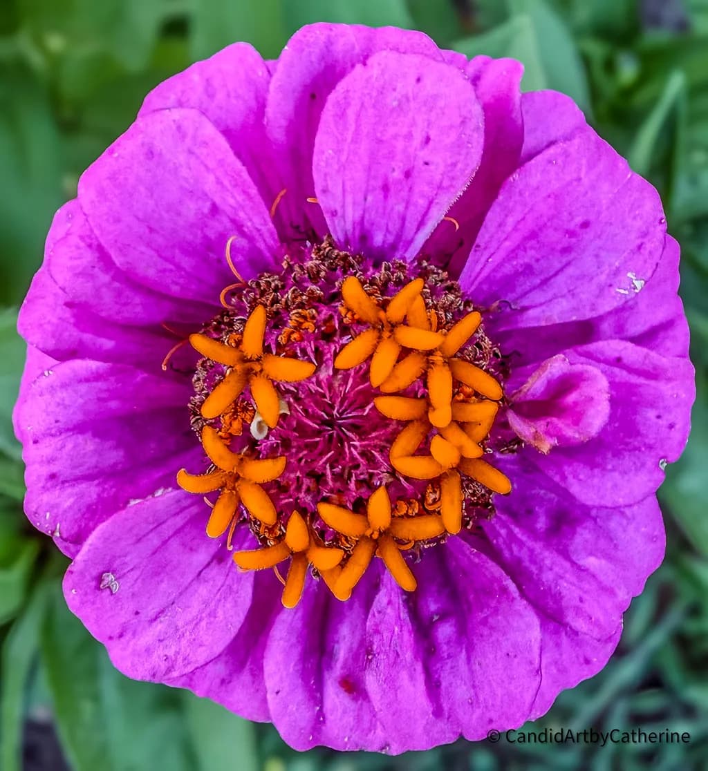 Purple Zinnia Bloom