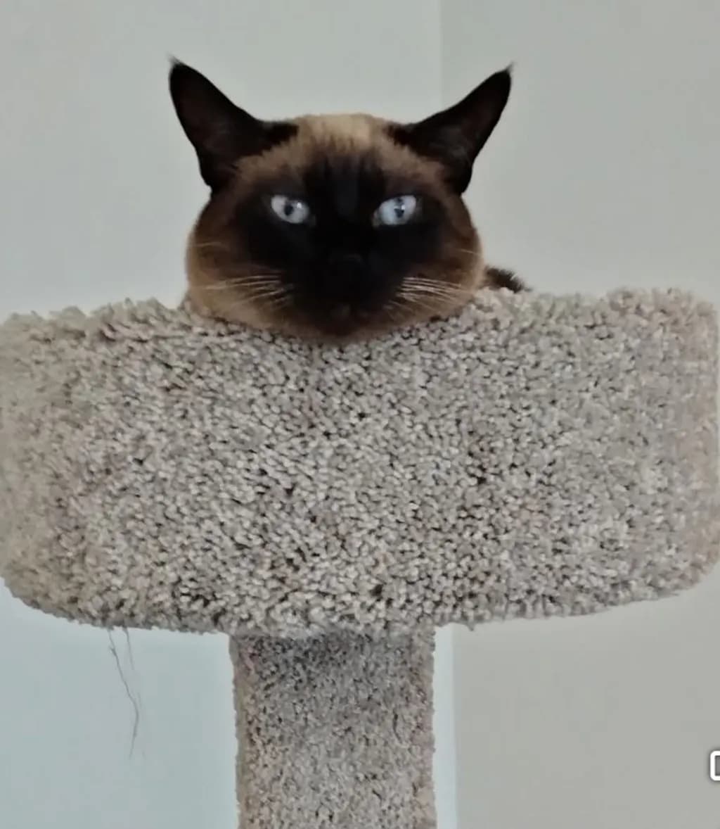Cat Perch Calm