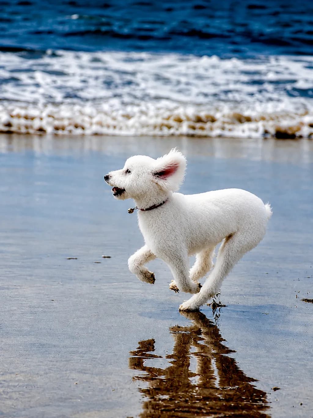 Dog Running on Beach