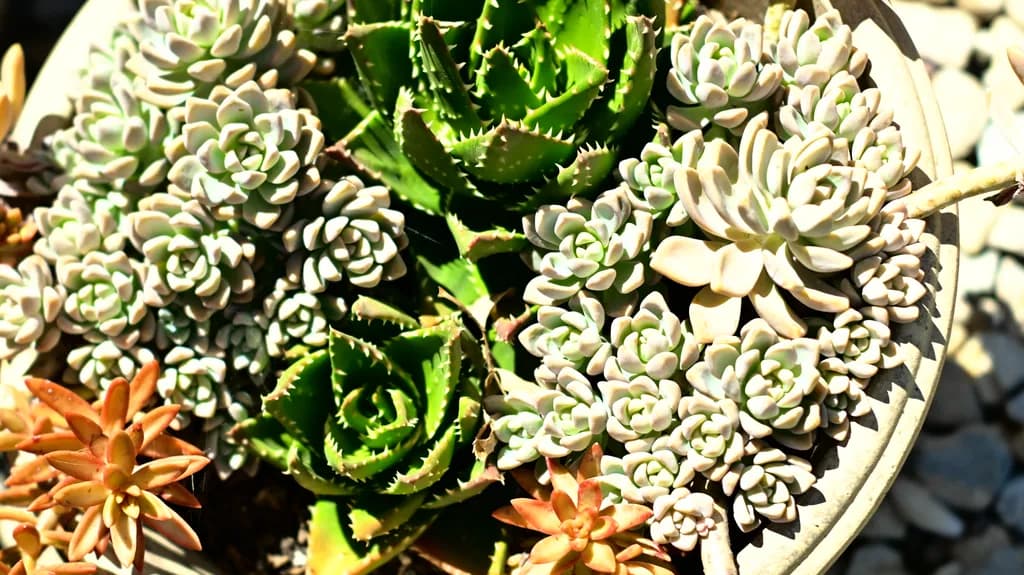 Succulent Arrangement NCZ 2511