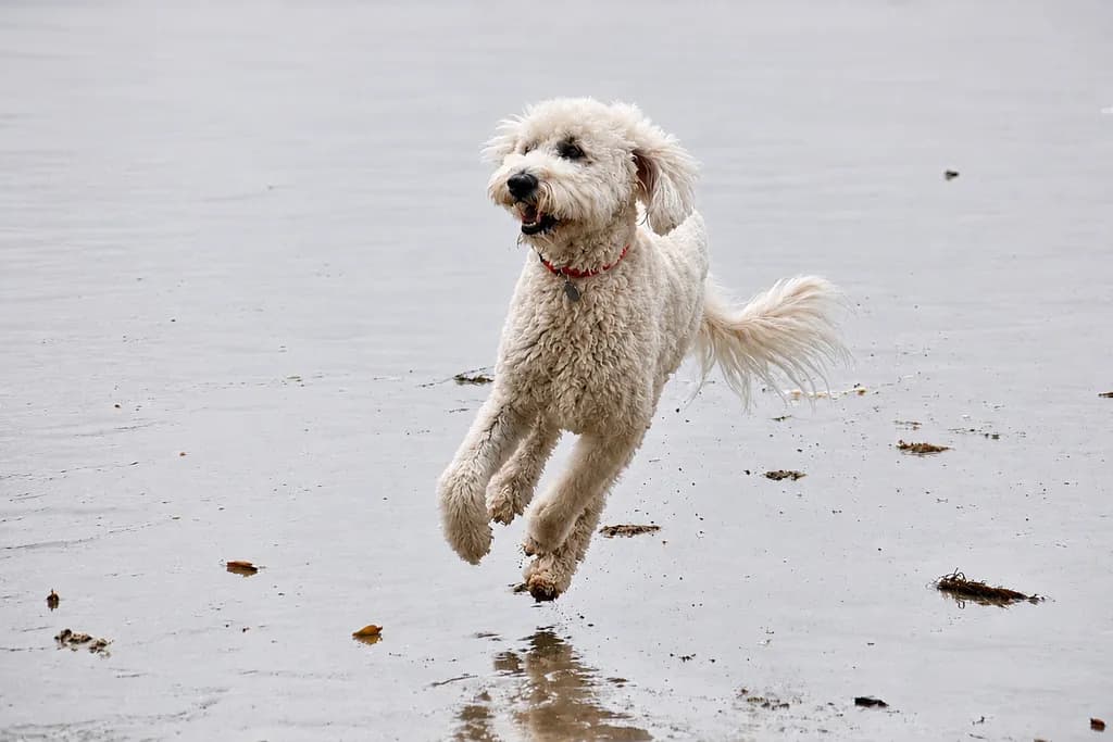 Dog Running on Wet Sand