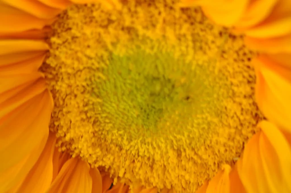 Sunflower Center Close-Up