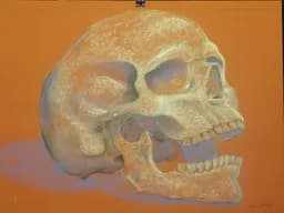 Ochre Skull Study
