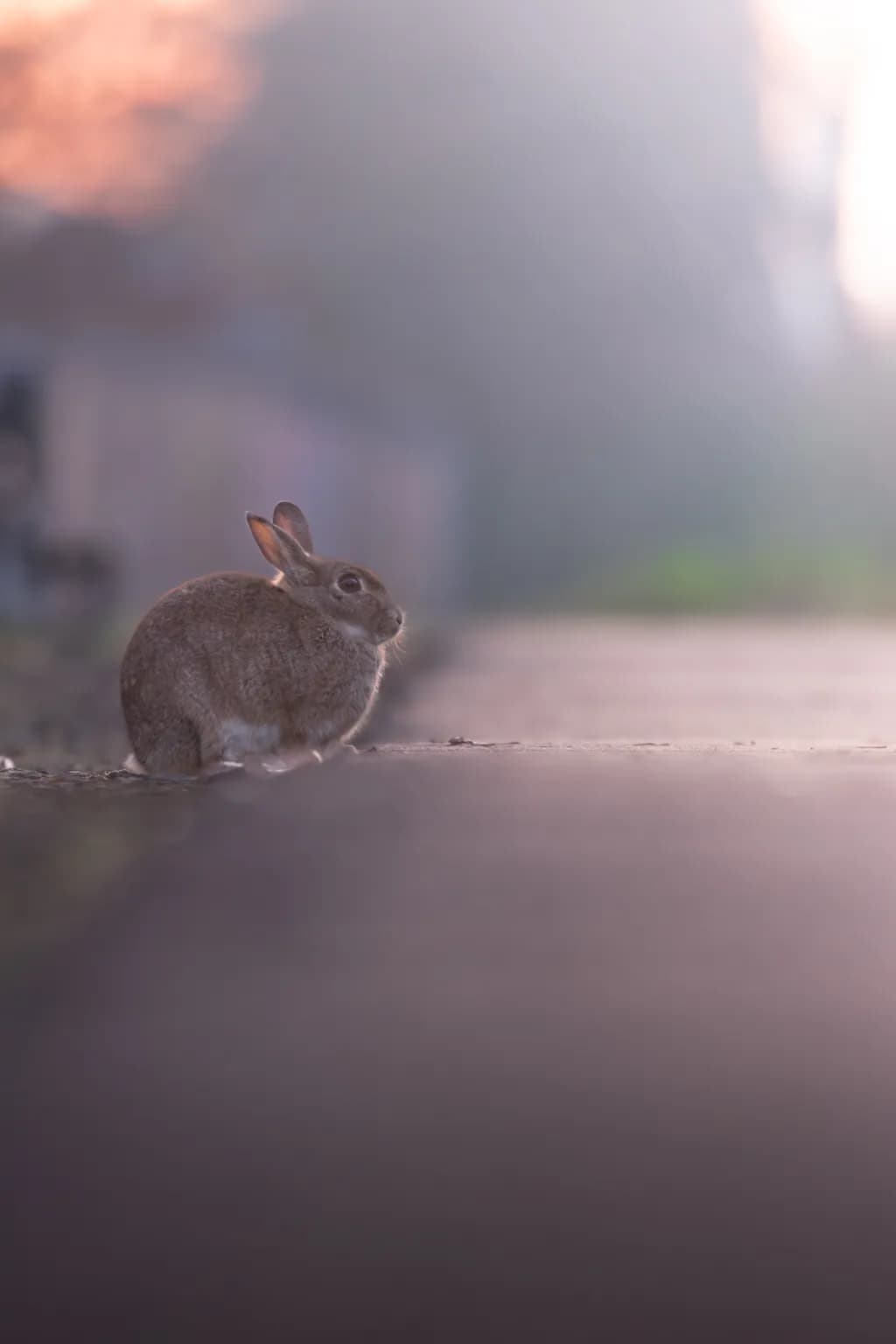 Urban Rabbit Pause