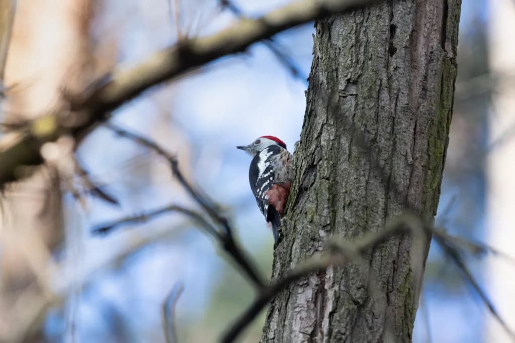 Woodpecker on Tree Trunk