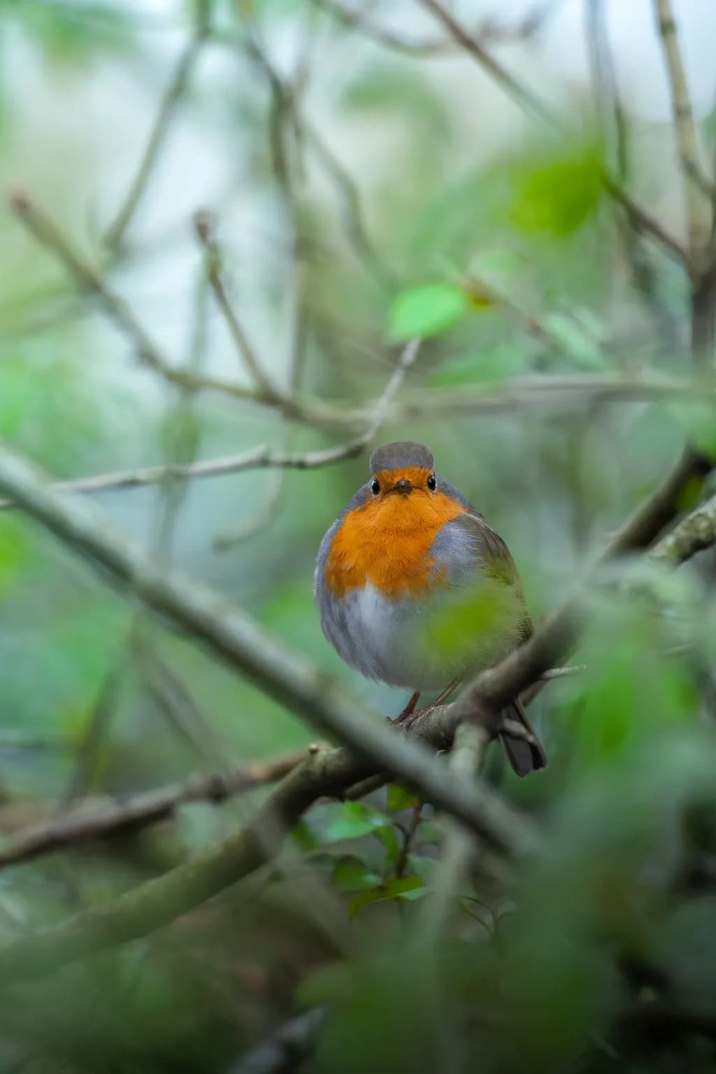 Robin in Branches