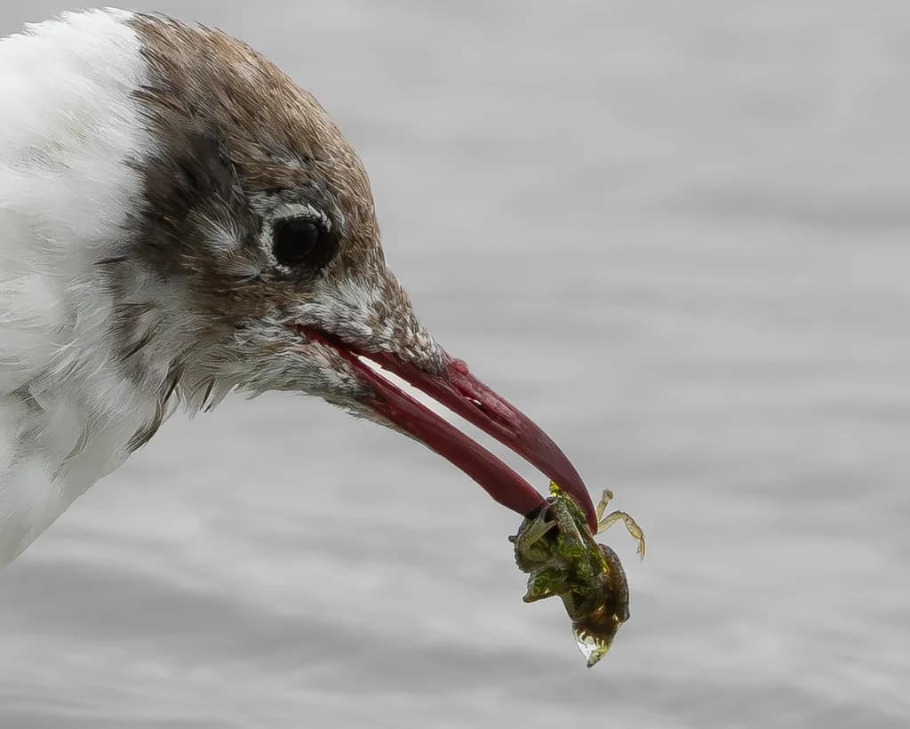 Bird with Crab Catch