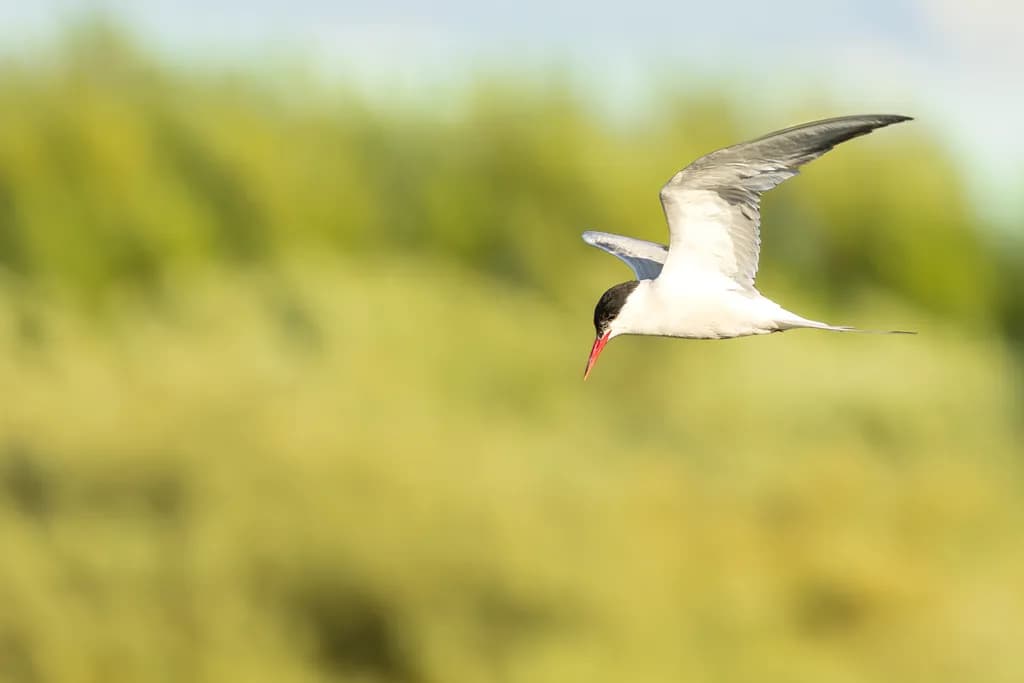 Tern in Flight