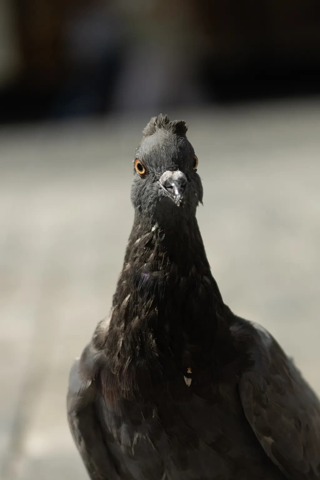 Close-Up Black Pigeon