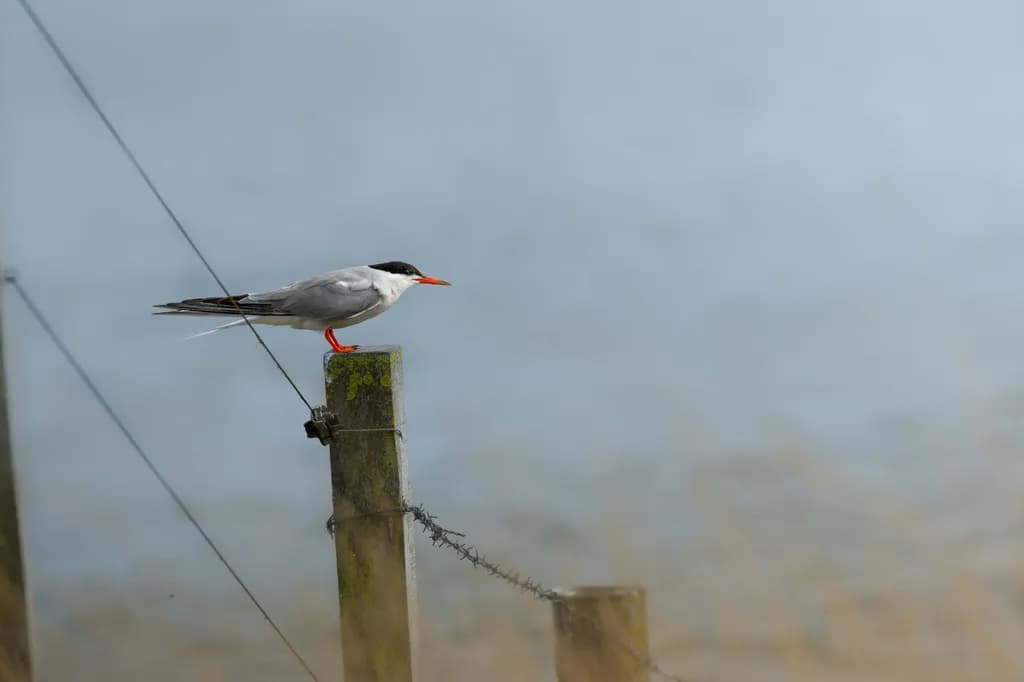 Bird on Fence Post