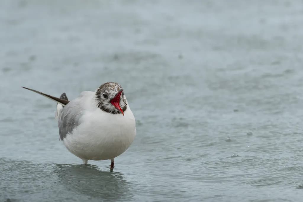 Seagull Call on Water
