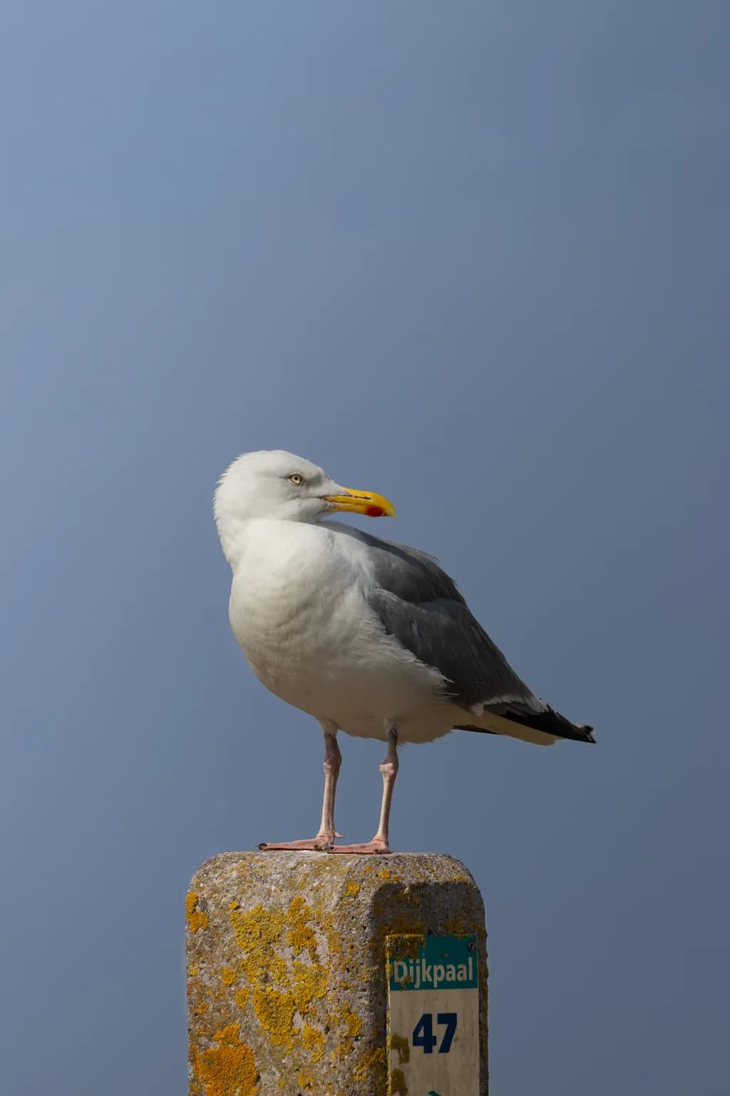 Seagull on Marker 47