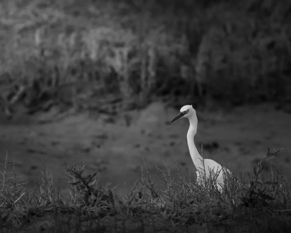 Wetland Egret Silence