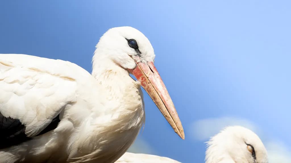 White Stork Closeup