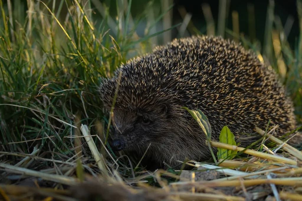 Hedgehog in Grass