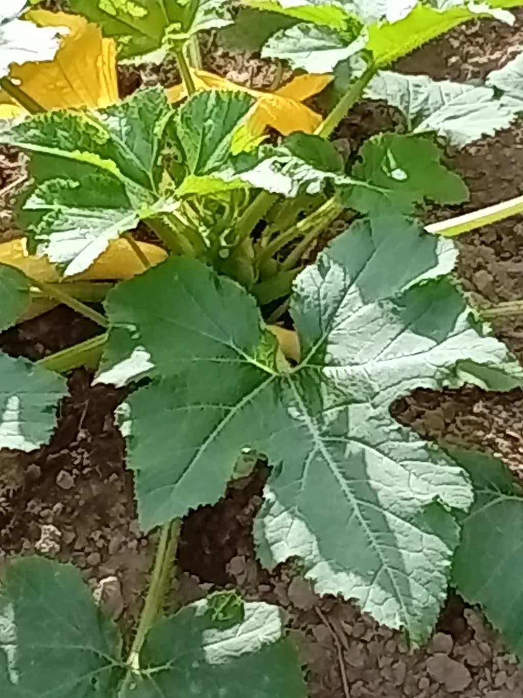 Garden Plant Leaves