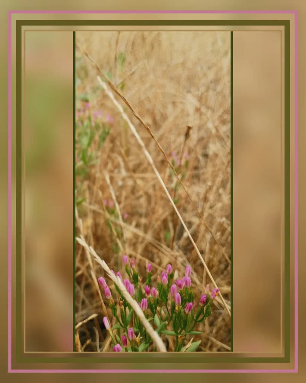 Wildflower Meadow