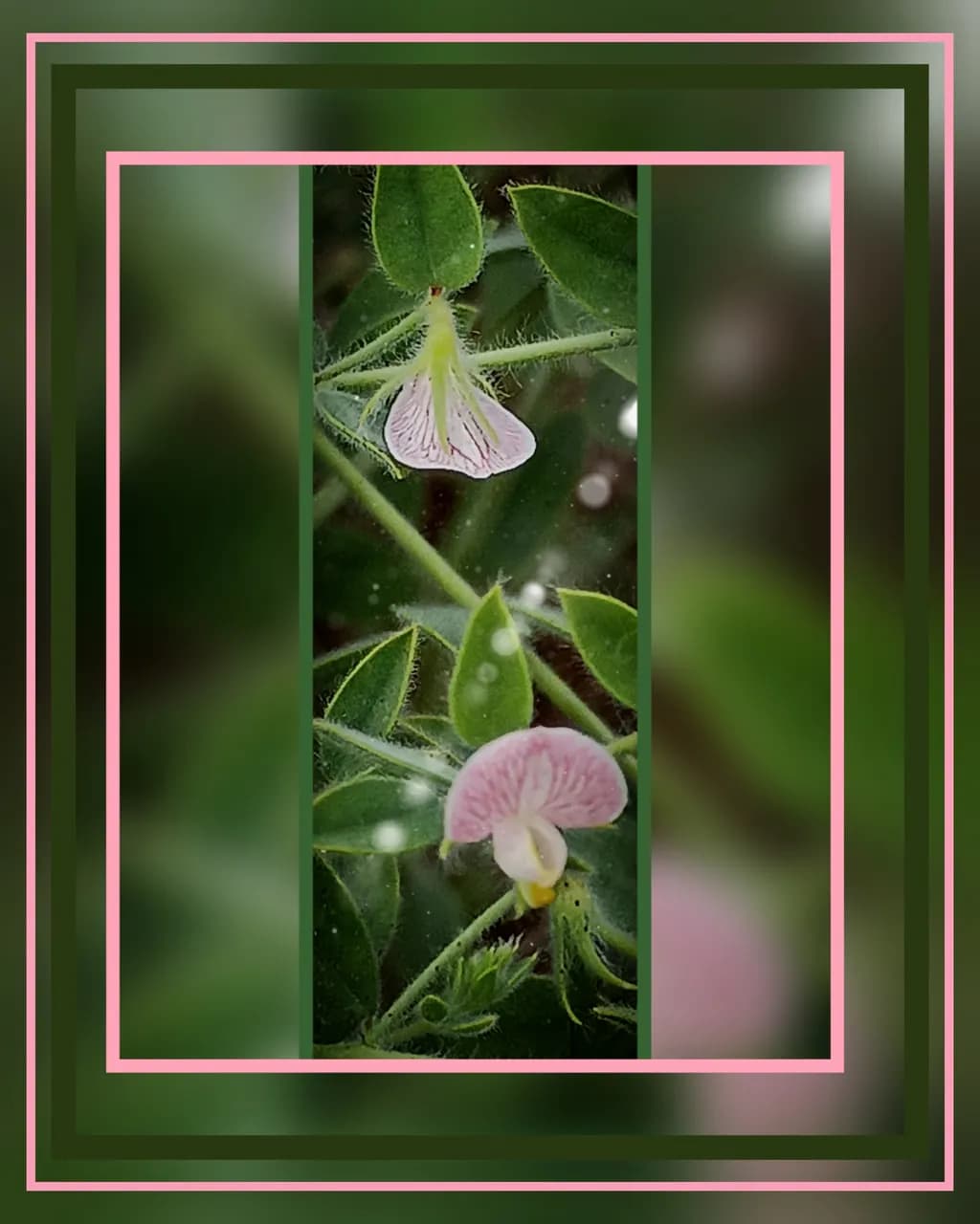 Pink Flower Cluster