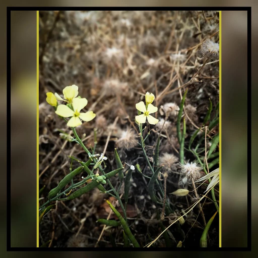 Yellow Flower Pods