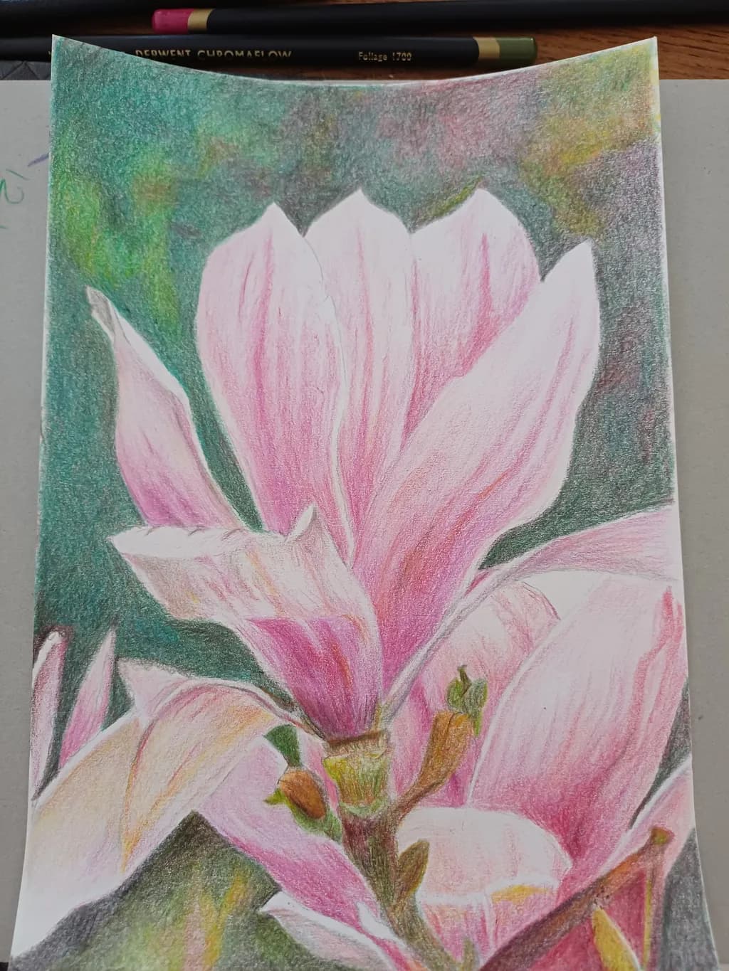 Pink Magnolia Bloom