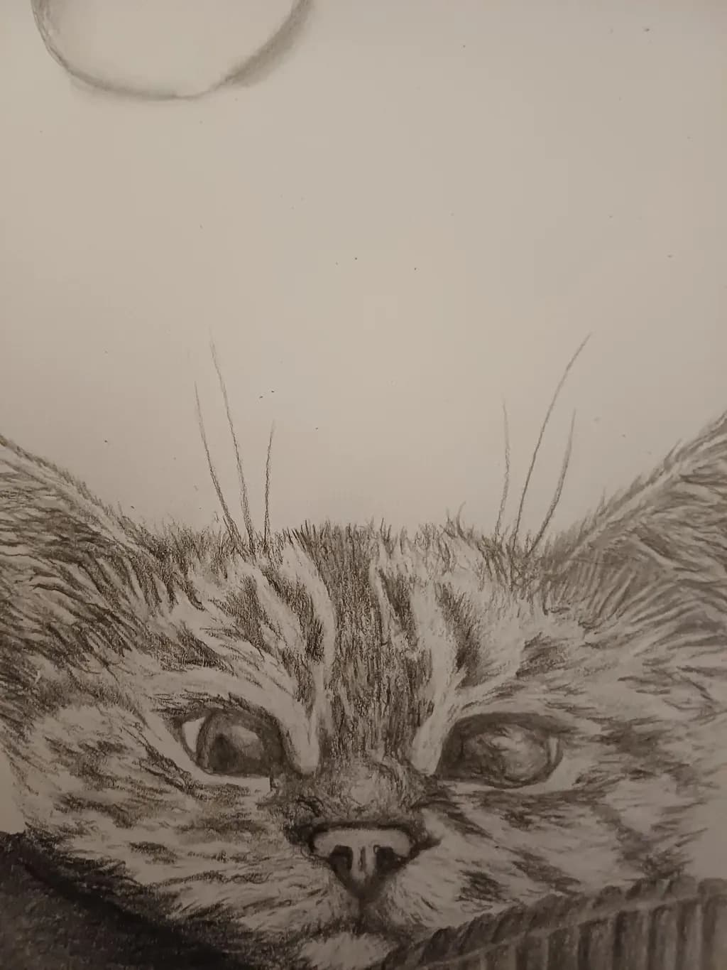 Cat Close-Up