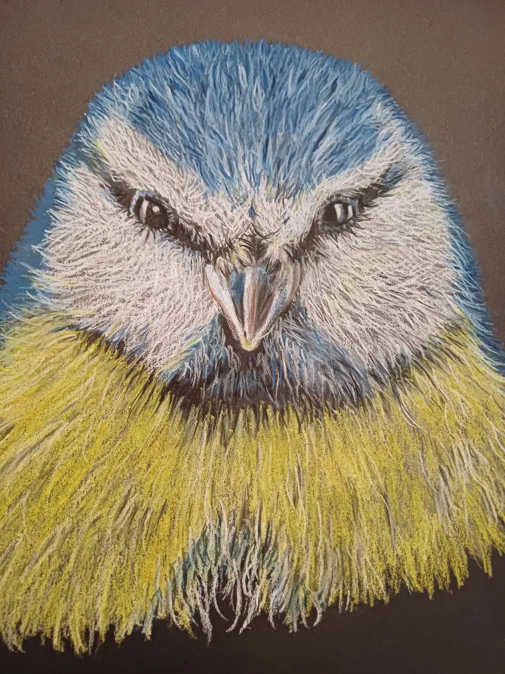Blue Tit Portrait