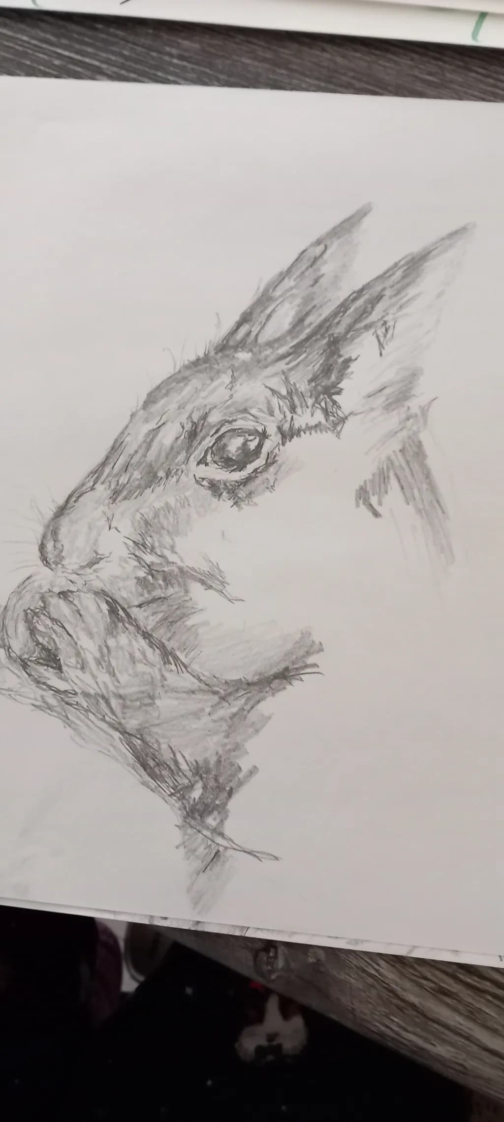 Rabbit Profile Sketch