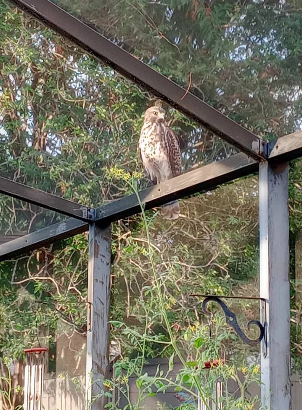 Backyard Hawk Perch