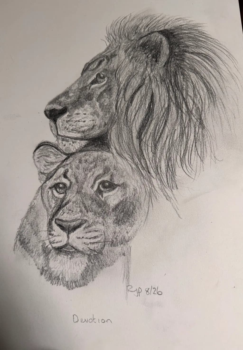 Lion Family Portrait
