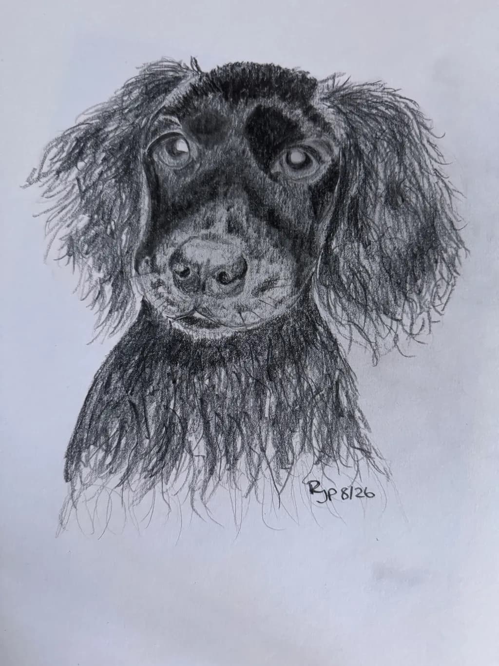 Shaggy Dog Portrait