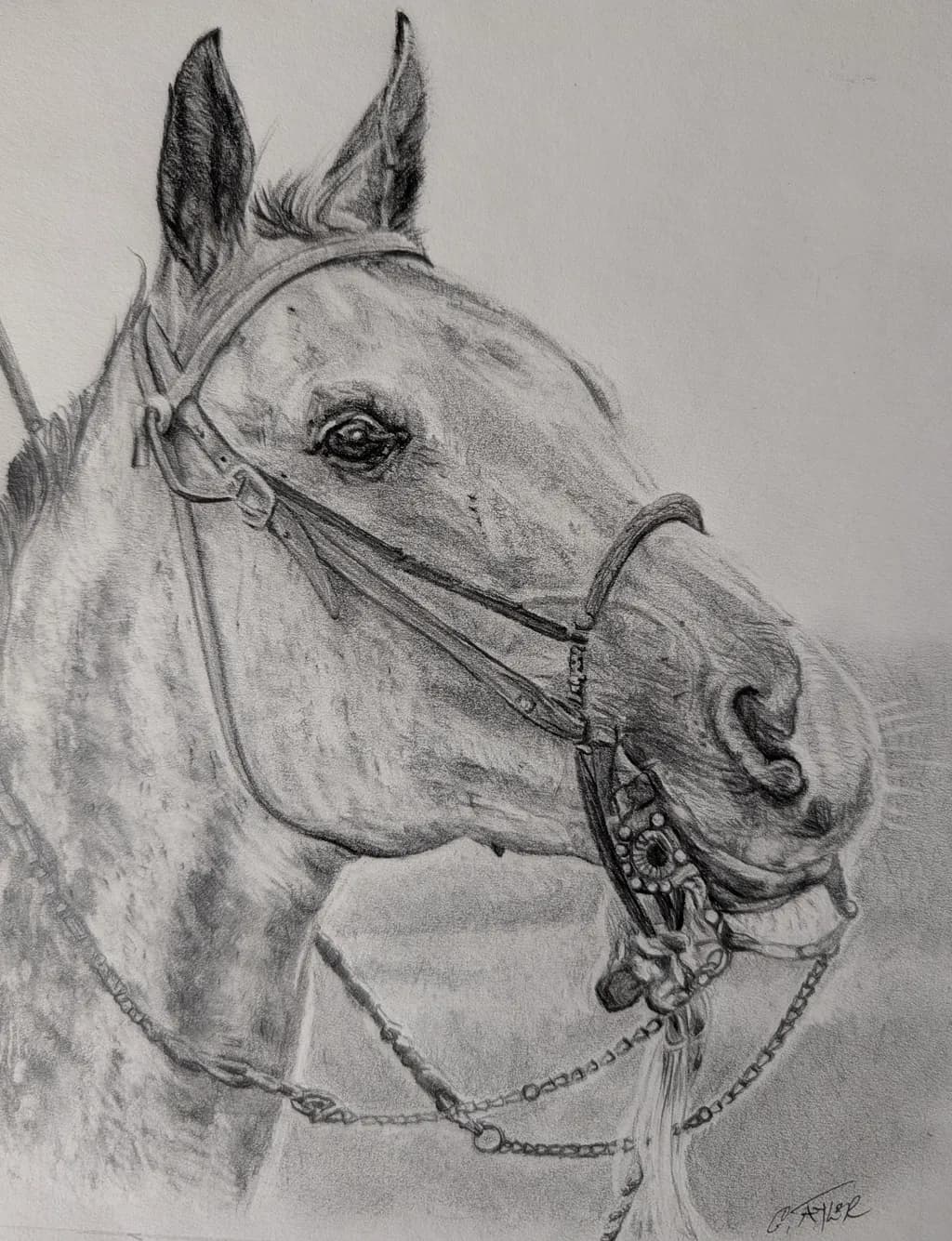 Horse Portrait