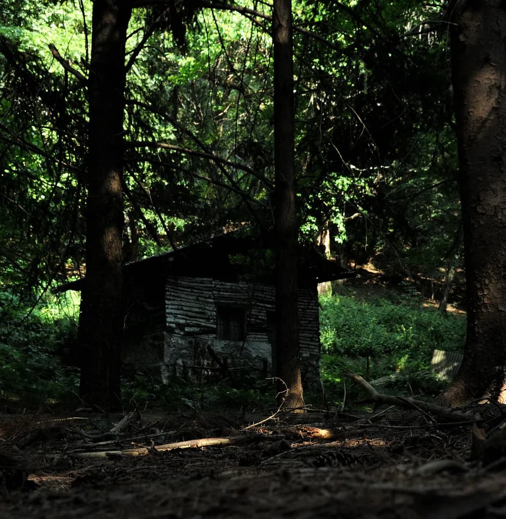 Forest Cabin Shadows