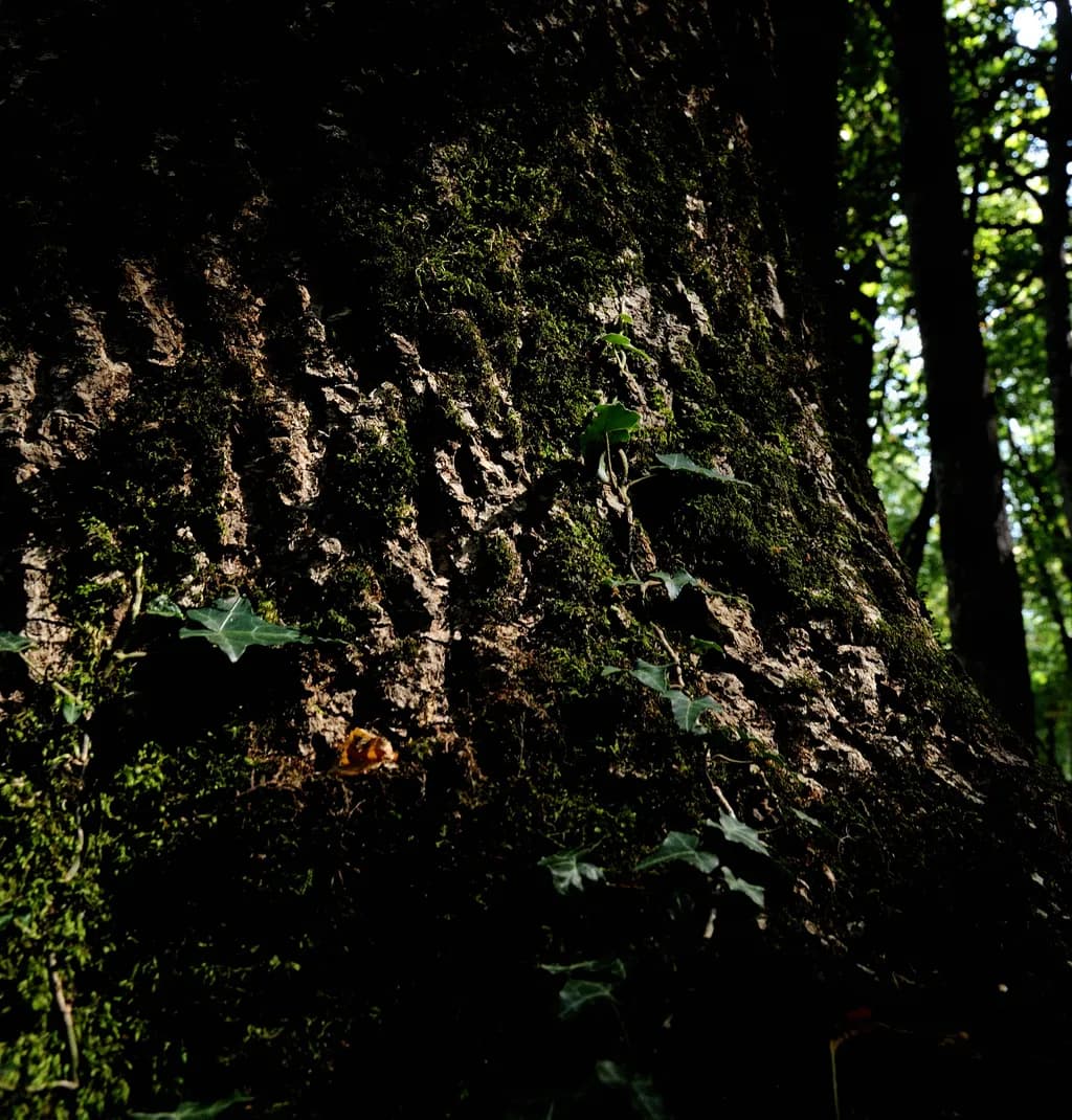 Forest Bark Texture