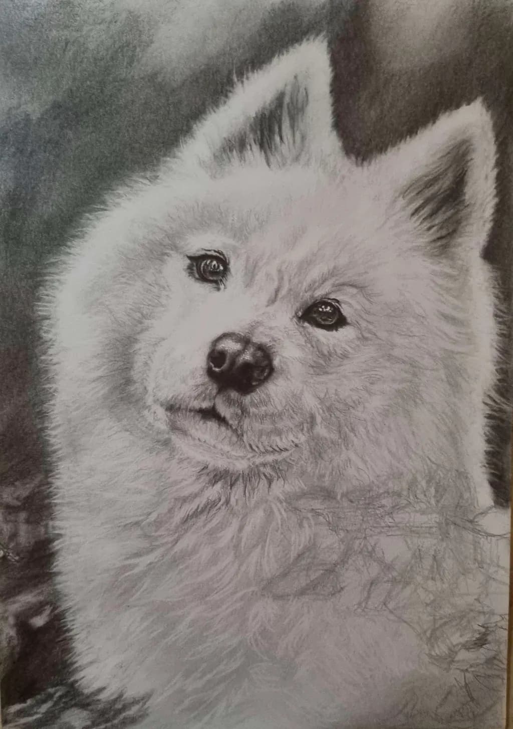 Old dog portrait 