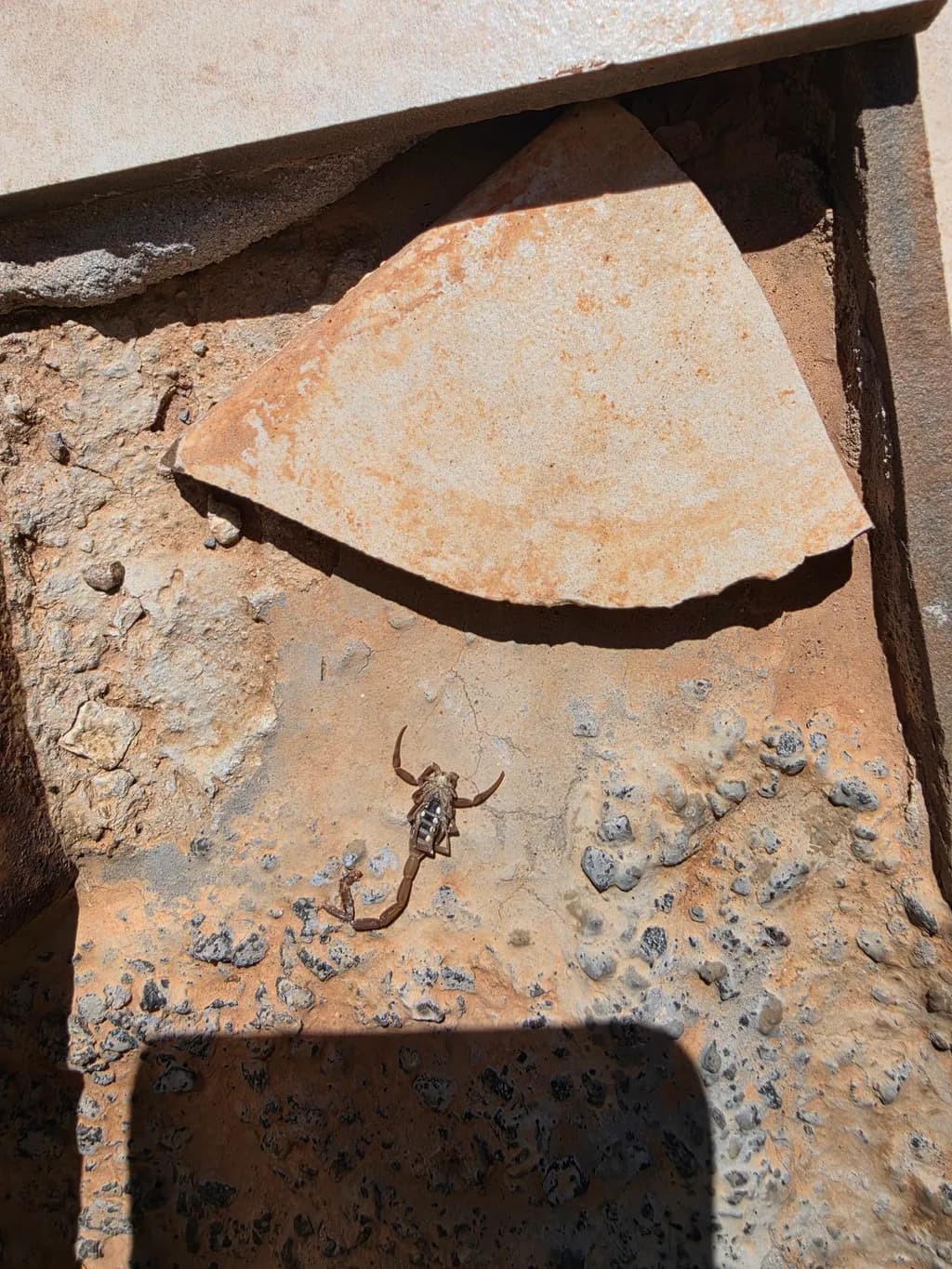 Desert Scorpion Shadow