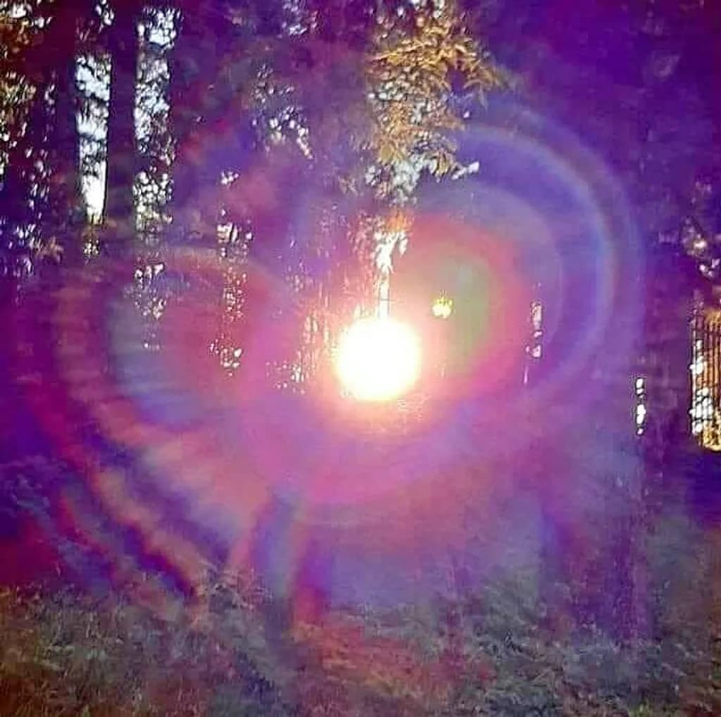 Forest Sunflare