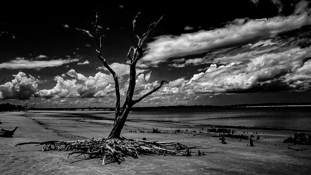 Coastal Tree Roots