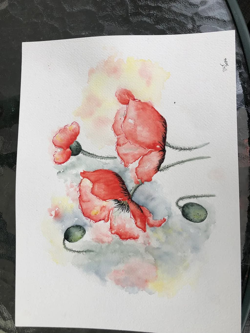 Poppies in Bloom