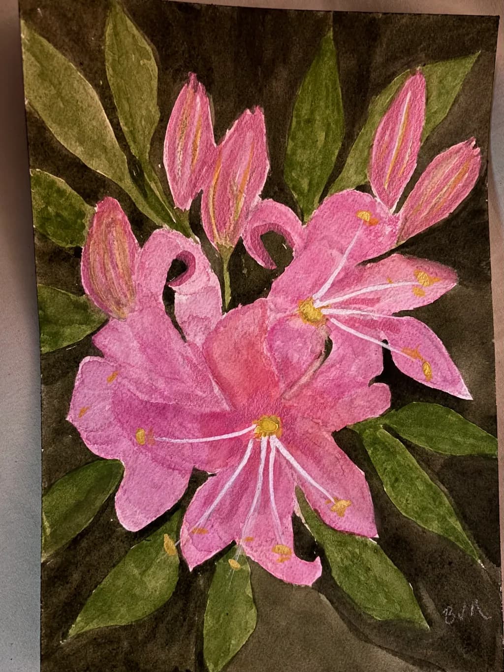 Pink Azalea Bloom
