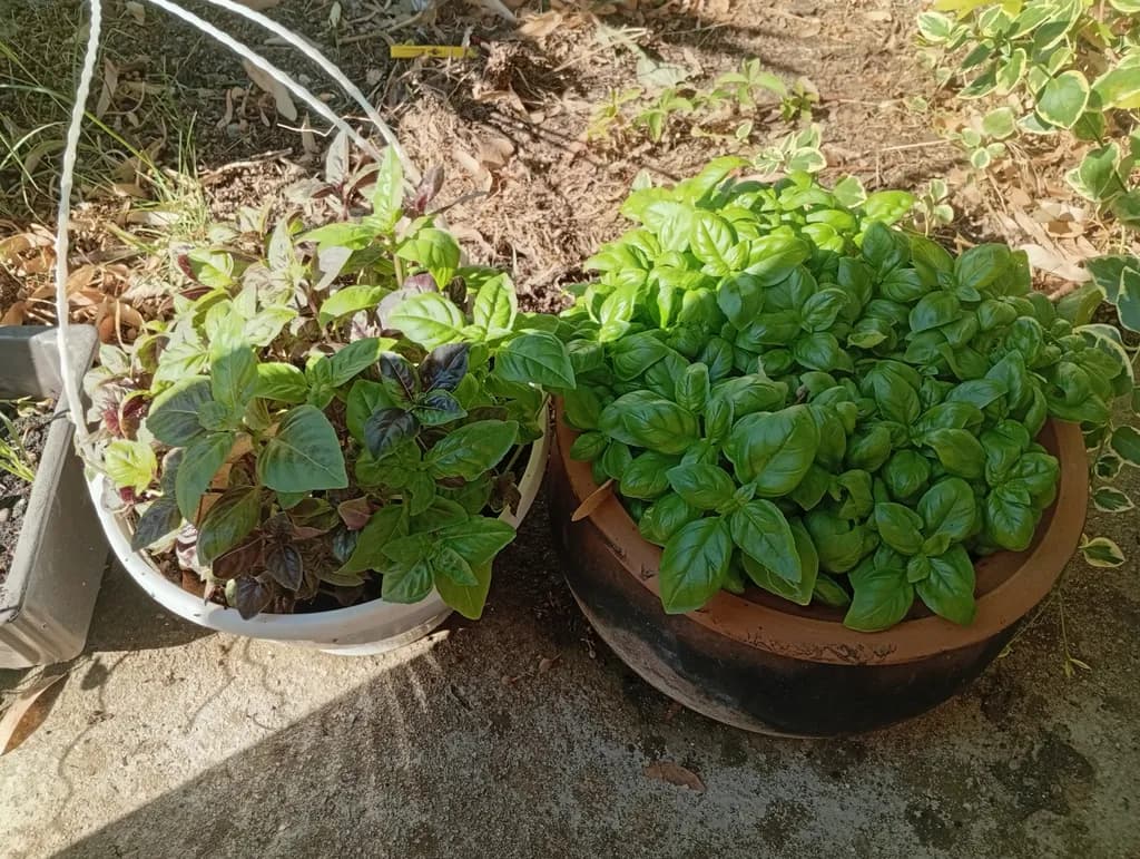 Basil Pots Glow