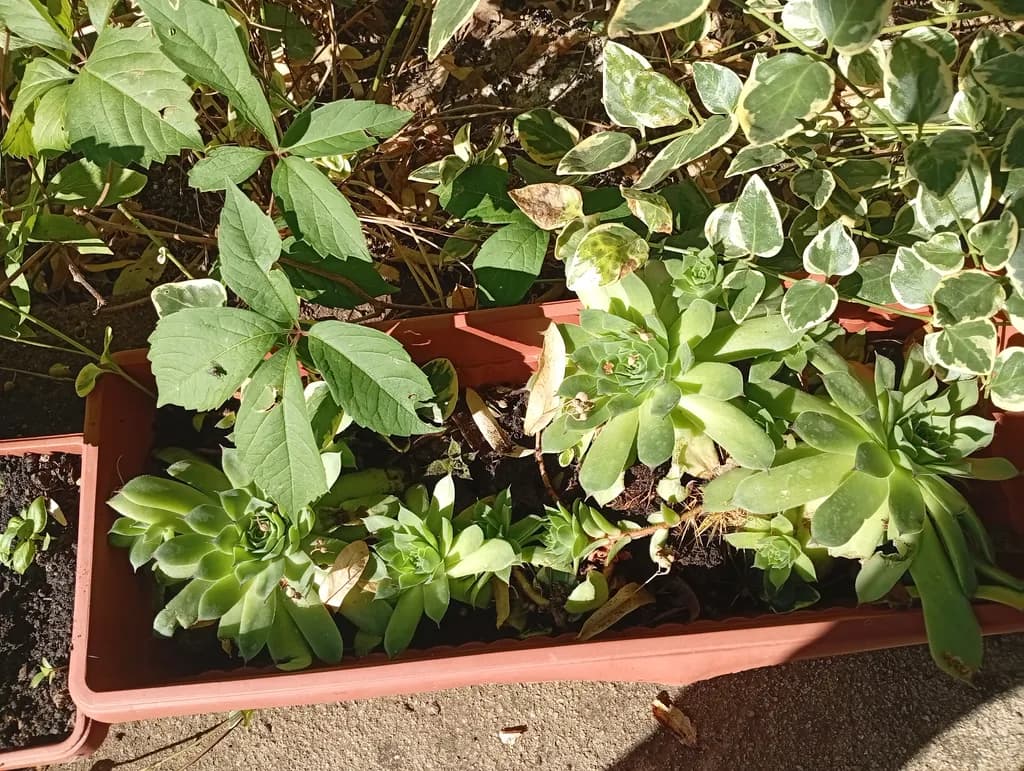 Succulent Garden Harmony